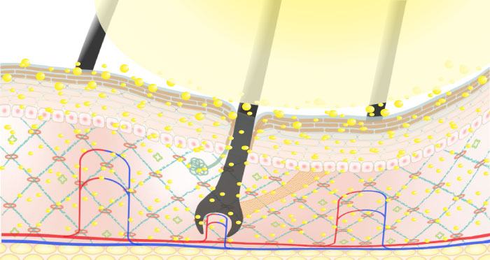 健康な毛根周辺