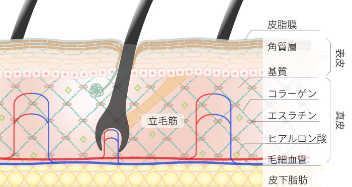 健康な毛根周辺